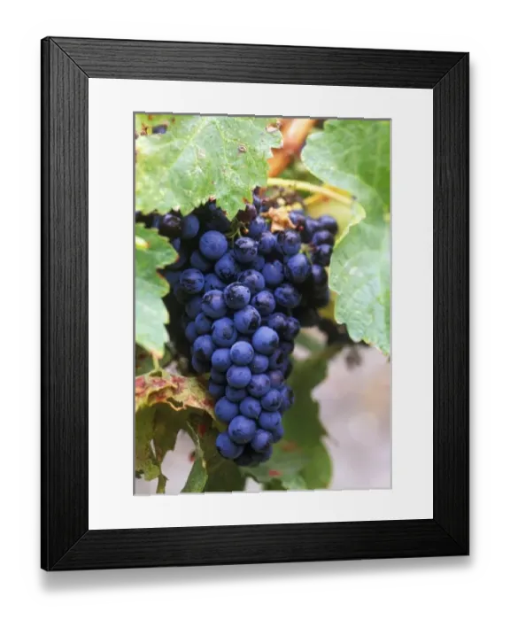 Framed Print : N. A. Canada, British Columbia, Okanagan Valley, Merlot Grapes