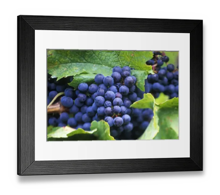 Framed Print : N. A. Canada, British Columbia, Okanagan Valley, Merlot Grapes Framed Print : N. A. Canada, British Columbia, Okanagan Valley, Merlot Grapes