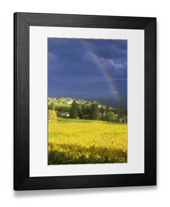 Framed Print : N. A. Canada, British Columbia, Okanagan Valley, Rainbow over Vineyard Framed Print : N. A. Canada, British Columbia, Okanagan Valley, Rainbow over Vineyard