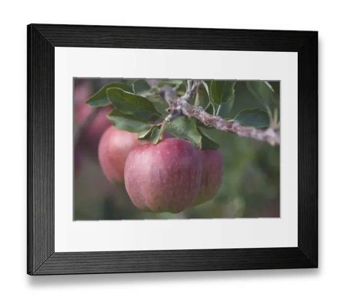 Framed Print : NA; Canada; British Columbia; Okanagan Valley; Mac Apples (Selective Focus) Framed Print : NA; Canada; British Columbia; Okanagan Valley; Mac Apples (Selective Focus)