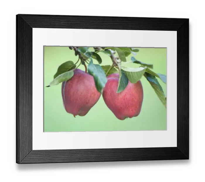 Framed Print : NA; Canada; British Columbia; Okanagan Valley; Mac Apples (Selective Focus)