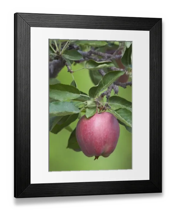 Framed Print : NA; Canada; British Columbia; Okanagan Valley; Mac Apple (Selective Focus) Framed Print : NA; Canada; British Columbia; Okanagan Valley; Mac Apple (Selective Focus)