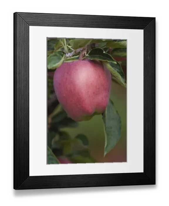 Framed Print : NA; Canada; British Columbia; Okanagan Valley; Mac Apple (Selective Focus) Framed Print : NA; Canada; British Columbia; Okanagan Valley; Mac Apple (Selective Focus)
