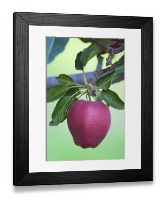 Framed Print : NA; Canada; British Columbia; Okanagan Valley; Mac Apple (Selective Focus)