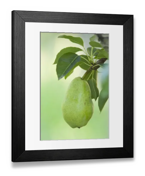 Framed Print : Canada, British Columbia Framed Print : Canada, British Columbia