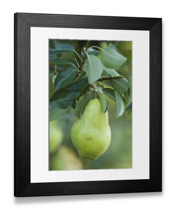 Framed Print : NA; Canada; British Columbia; Okanagan Valley; Bartlett Pear (Selective Focus)