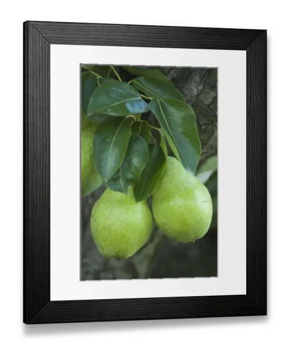 Framed Print : Canada, British Columbia