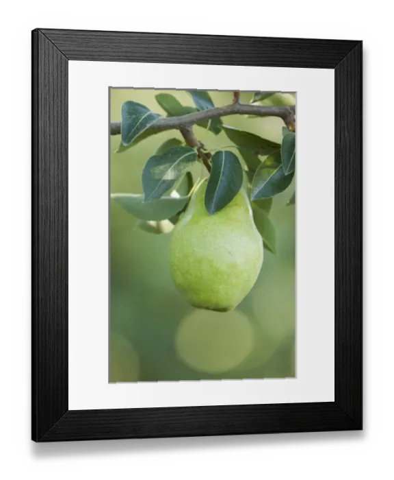 Framed Print : Canada, British Columbia Framed Print : Canada, British Columbia