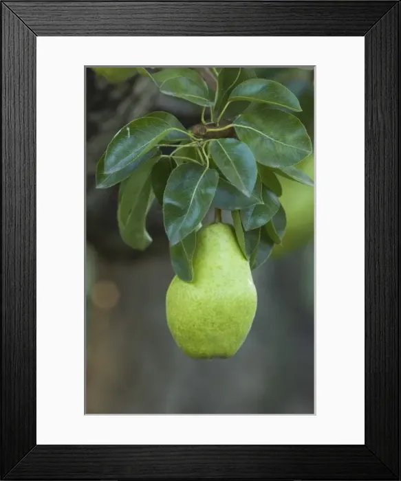 Framed Print : Canada, British Columbia Framed Print : Canada, British Columbia
