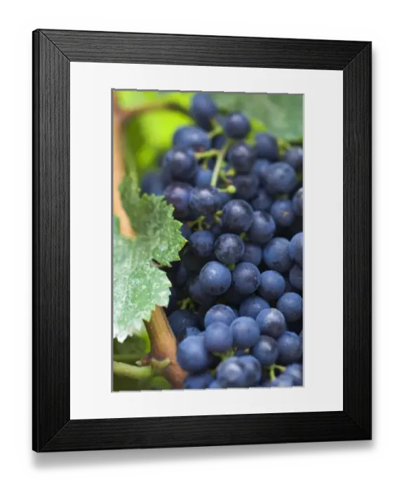 Framed Print : Canada, British Columbia, Okanagan Valley, Merlot Grapes (Selective Focus) Framed Print : Canada, British Columbia, Okanagan Valley, Merlot Grapes (Selective Focus)