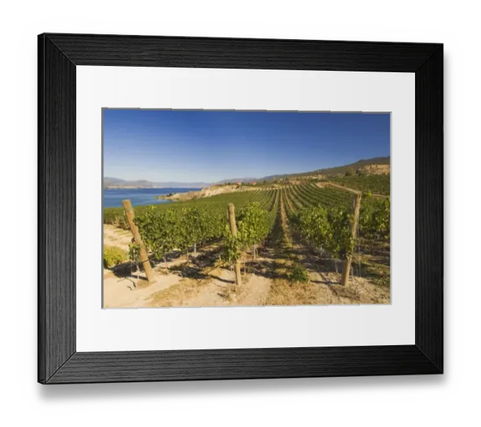 Framed Print : NA; Canada; British Columbia; Okanagan Valley; Naramata; Vineyard on Lake Okanagan Framed Print : NA; Canada; British Columbia; Okanagan Valley; Naramata; Vineyard on Lake Okanagan