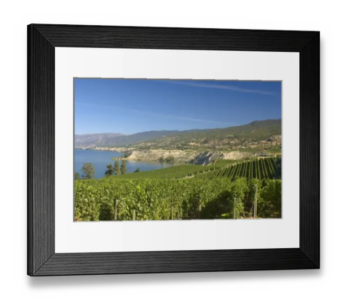 Framed Print : NA; Canada; British Columbia; Okanagan Valley; Naramata; Vineyard on Lake Okanagan Framed Print : NA; Canada; British Columbia; Okanagan Valley; Naramata; Vineyard on Lake Okanagan