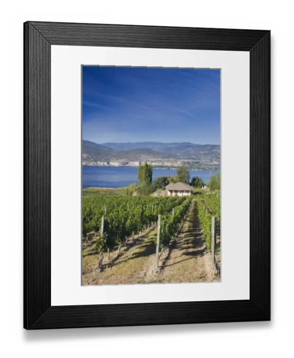 Framed Print : NA; Canada; British Columbia; Okanagan Valley; Naramata; Vineyard on Lake Okanagan Framed Print : NA; Canada; British Columbia; Okanagan Valley; Naramata; Vineyard on Lake Okanagan
