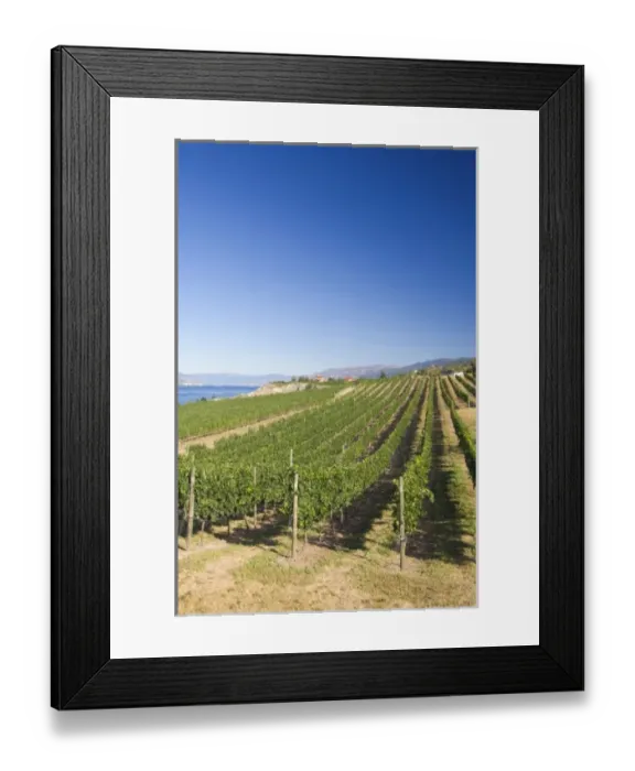 Framed Print : NA; Canada; British Columbia; Okanagan Valley; Naramata; Vineyard on Lake Okanagan Framed Print : NA; Canada; British Columbia; Okanagan Valley; Naramata; Vineyard on Lake Okanagan