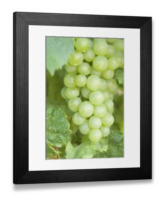 Framed Print : Canada, British Columbia Framed Print : Canada, British Columbia