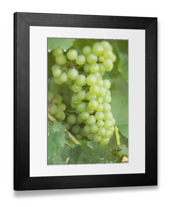 Framed Print : Canada, British Columbia