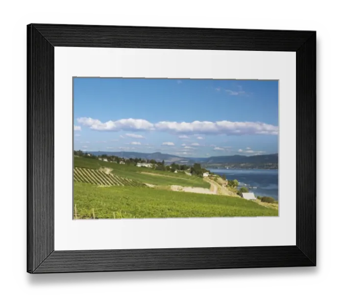 Framed Print : NA; Canada; British Columbia; Okanagan Valley; Westbank; Vineyard on Lake Okanagan Framed Print : NA; Canada; British Columbia; Okanagan Valley; Westbank; Vineyard on Lake Okanagan