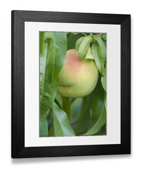 Framed Print : Canada, BC, Osoyoos, Peacch Ripe for Harvest Framed Print : Canada, BC, Osoyoos, Peacch Ripe for Harvest