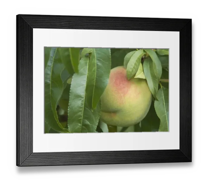 Framed Print : Canada, British Columbia Framed Print : Canada, British Columbia