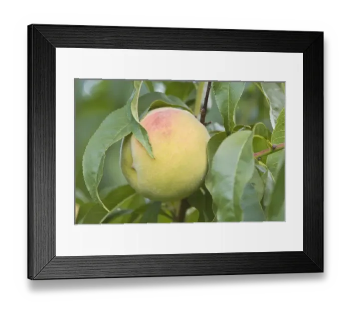 Framed Print : Canada, British Columbia Framed Print : Canada, British Columbia