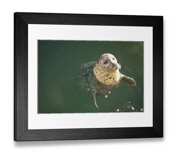 Framed Print : Harbor Seals (Phoca vitulina) at Oak Bay Marina, Victoria, British Columbia, Canada (RF)