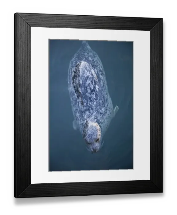 Framed Print : Harbor Seals (Phoca vitulina) at Oak Bay Marina, Victoria, British Columbia, Canada (RF) Framed Print : Harbor Seals (Phoca vitulina) at Oak Bay Marina, Victoria, British Columbia, Canada (RF)