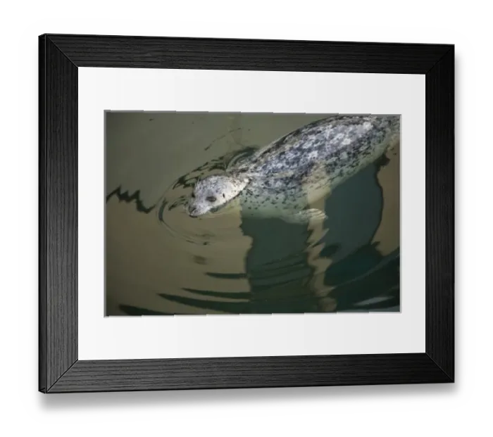 Framed Print : CANADA, British Columbia, Victoria. Harbor Seals (Phoca vitulina) at Oak Bay Marina Framed Print : CANADA, British Columbia, Victoria. Harbor Seals (Phoca vitulina) at Oak Bay Marina