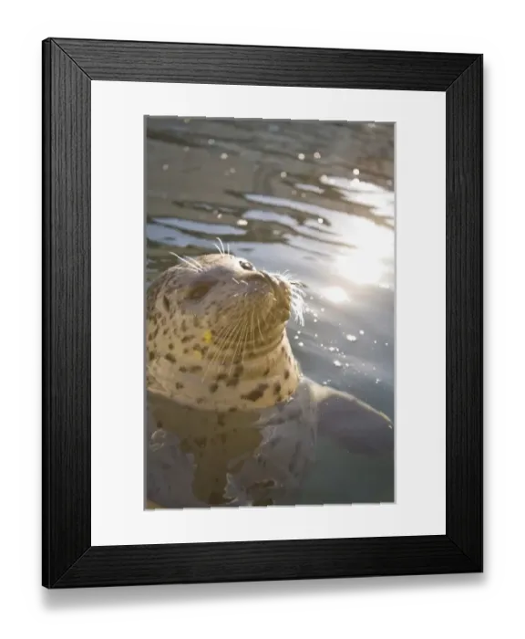 Framed Print : CANADA, British Columbia, Victoria. Harbor Seals (Phoca vitulina) at Oak Bay Marina Framed Print : CANADA, British Columbia, Victoria. Harbor Seals (Phoca vitulina) at Oak Bay Marina