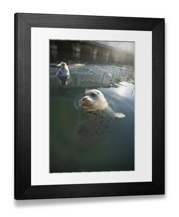 Framed Print : CANADA, British Columbia, Victoria. Harbor Seals (Phoca vitulina) at Oak Bay Marina Framed Print : CANADA, British Columbia, Victoria. Harbor Seals (Phoca vitulina) at Oak Bay Marina