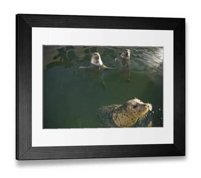 Framed Print : Canada, British Columbia