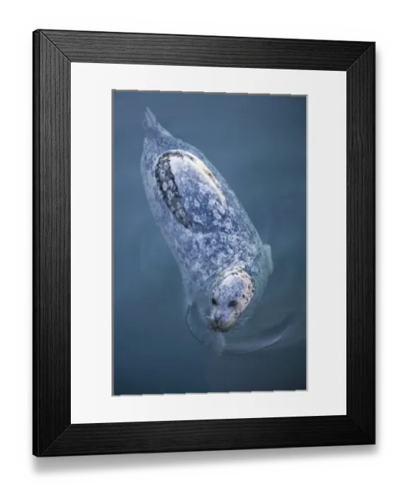 Framed Print : CANADA, British Columbia, Victoria. Harbor Seals (Phoca vitulina) at Oak Bay Marina Framed Print : CANADA, British Columbia, Victoria. Harbor Seals (Phoca vitulina) at Oak Bay Marina