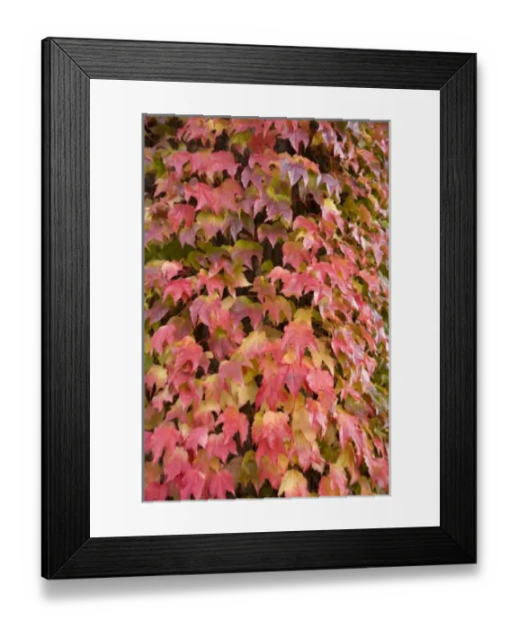 Framed Print : CANADA, British Columbia, Victoria. Autumn-colored Ivy decorating the front of Framed Print : CANADA, British Columbia, Victoria. Autumn-colored Ivy decorating the front of