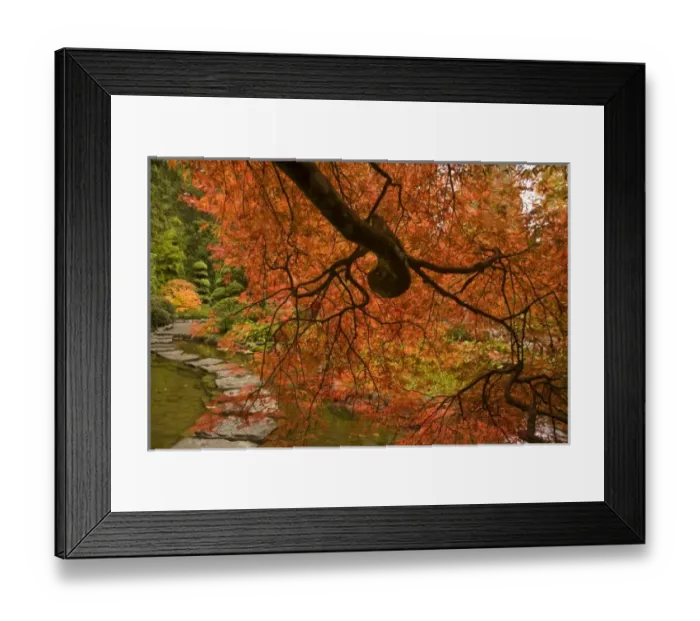 Framed Print : CANADA, British Columbia, Victoria. Autumn colors at Butchart Gardens Japanese Garden Framed Print : CANADA, British Columbia, Victoria. Autumn colors at Butchart Gardens Japanese Garden