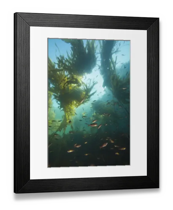 Framed Print : Juvenile Copper Rockfish hiding among, Giant Kelp (Macrocystis integrefolia), Browning Passage Framed Print : Juvenile Copper Rockfish hiding among, Giant Kelp (Macrocystis integrefolia), Browning Passage