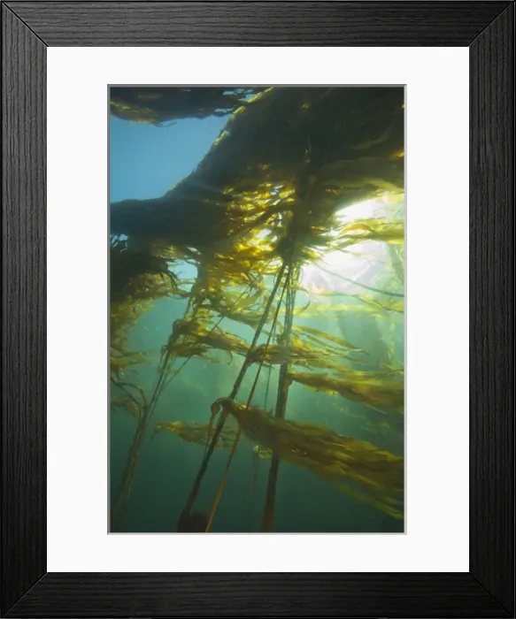 Framed Print : Giant Kelp (Macrocystis integrefolia), Browning Passage, Scuba Diving, Northern Vancouver Island Framed Print : Giant Kelp (Macrocystis integrefolia), Browning Passage, Scuba Diving, Northern Vancouver Island
