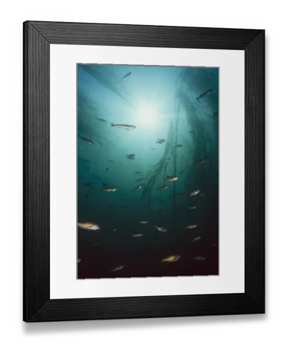 Framed Print : Juvenile Copper Rockfish hiding among, Giant Kelp (Macrocystis integrefolia), Browning Passage Framed Print : Juvenile Copper Rockfish hiding among, Giant Kelp (Macrocystis integrefolia), Browning Passage