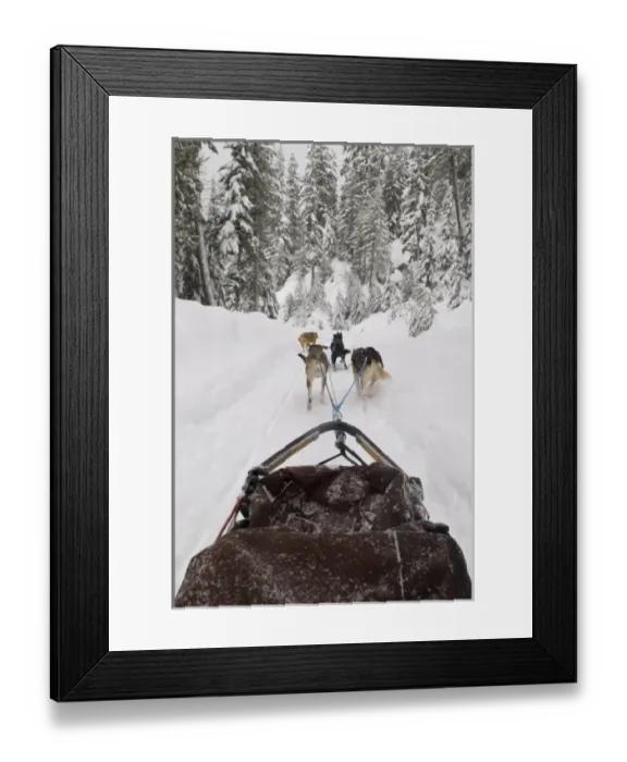 Framed Print : Canada, BC, Whistler, Soo Valley. Dog sled adventure. Tourists allowed to mush their own sled / team Framed Print : Canada, BC, Whistler, Soo Valley. Dog sled adventure. Tourists allowed to mush their own sled / team