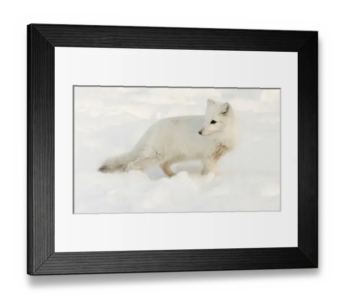 Framed Print : Canada, Manitoba, Hudson Bay. Close-up of arctic fox in snow
