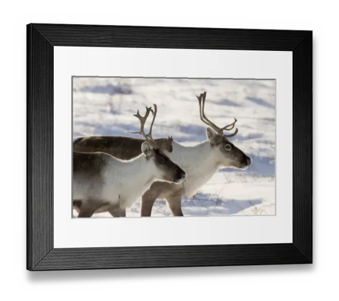 Framed Print : Canada, Manitoba, Hudson Bay. Profile of two caribou