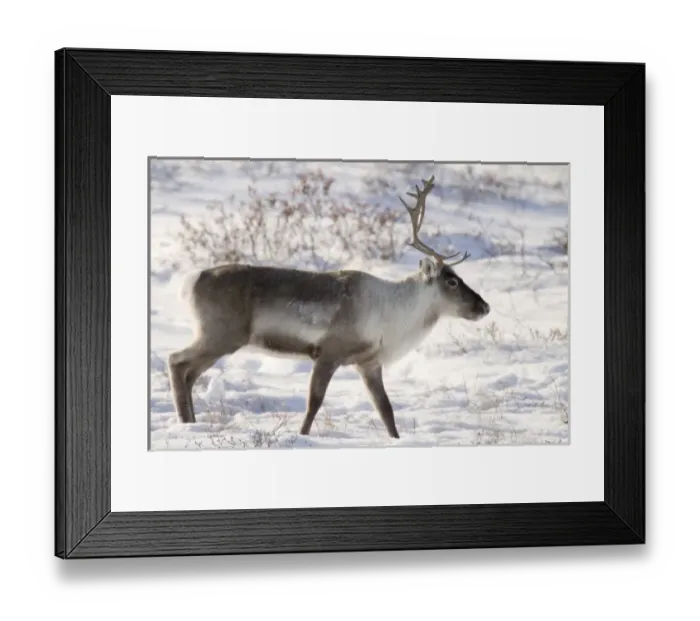 Framed Print : Canada, Manitoba, Hudson Bay. Profile of a caribou in snowy landscape Framed Print : Canada, Manitoba, Hudson Bay. Profile of a caribou in snowy landscape