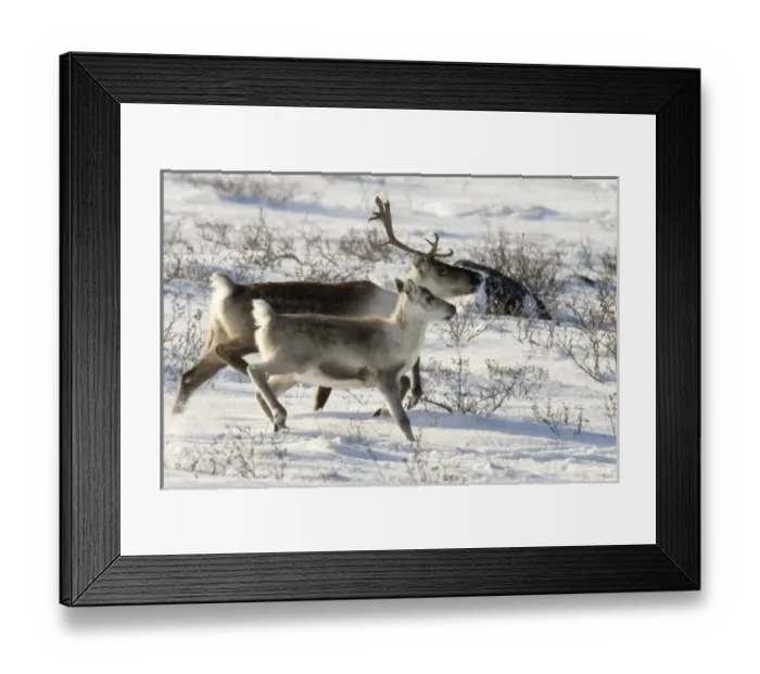 Framed Print : Canada, Manitoba Framed Print : Canada, Manitoba