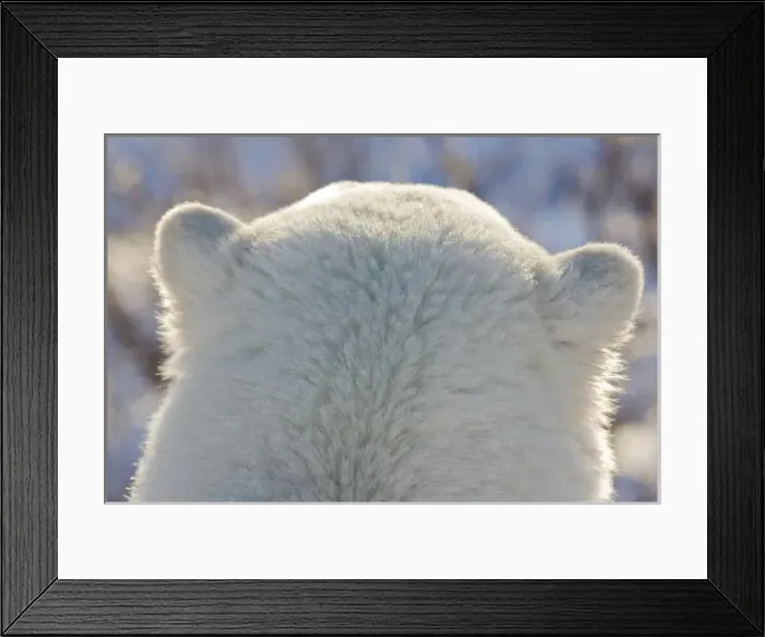 Framed Print : Canada, Manitoba, Hudson Bay, Churchill. Back of polar bears head
