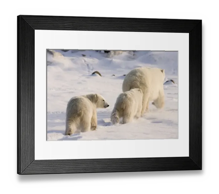 Framed Print : Canada, Manitoba