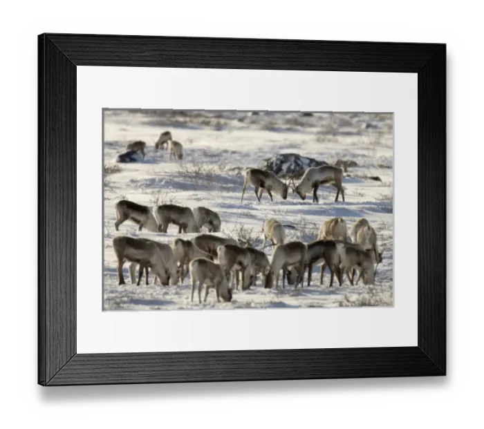 Framed Print : Canada, Manitoba, Hudson Bay. Two male caribou butting heads within their herd Framed Print : Canada, Manitoba, Hudson Bay. Two male caribou butting heads within their herd