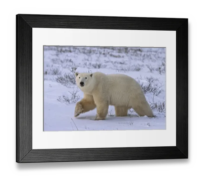 Framed Print : Canada, Manitoba Framed Print : Canada, Manitoba