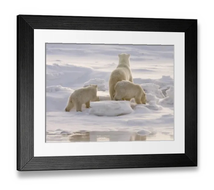 Framed Print : Canada, Manitoba, Hudson Bay, Churchill. Two polar bear cubs and mother Framed Print : Canada, Manitoba, Hudson Bay, Churchill. Two polar bear cubs and mother