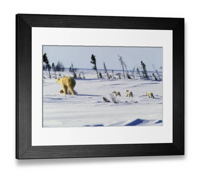 Framed Print : North America, Canada, Manitoba, Churchill. Polar Bear (Ursus maritimus) and cubs Framed Print : North America, Canada, Manitoba, Churchill. Polar Bear (Ursus maritimus) and cubs