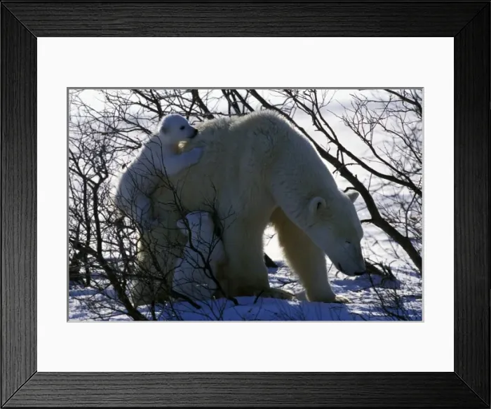 Framed Print : North America, Canada, Manitoba, Churchill. Polar Bear (Ursus maritimus) and cubs Framed Print : North America, Canada, Manitoba, Churchill. Polar Bear (Ursus maritimus) and cubs