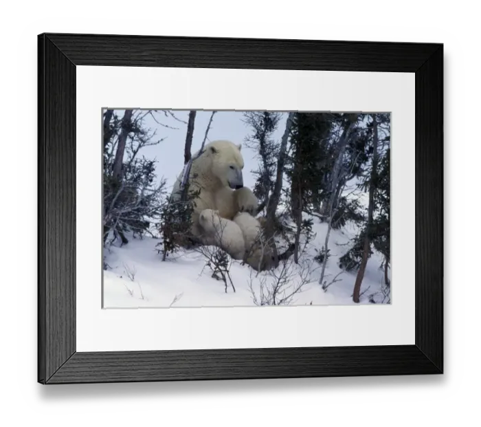 Framed Print : North America, Canada, Manitoba, Churchill. Polar Bear (Ursus maritimus) and cubs Framed Print : North America, Canada, Manitoba, Churchill. Polar Bear (Ursus maritimus) and cubs