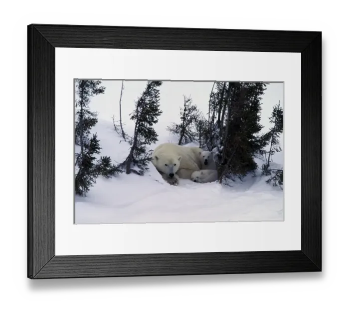 Framed Print : North America, Canada, Manitoba, Churchill. Polar Bear (Ursus maritimus) and cubs Framed Print : North America, Canada, Manitoba, Churchill. Polar Bear (Ursus maritimus) and cubs